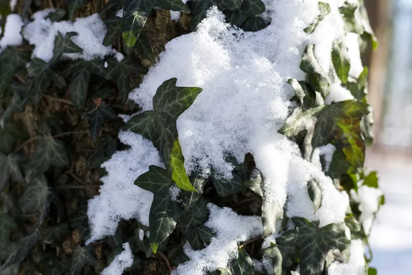 Gammal trästruktur, bakgrund, detaljerat mönster, täckt med murgröna och mossa. Makrofoto. Snötäckt murgröna. — Stockfoto