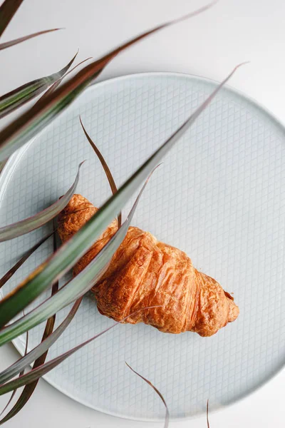 Delicious Fresh Croissant White Light Grey Background Croissant Palm Tree — Fotografia de Stock