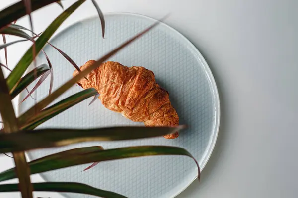 Delicious Fresh Croissant White Light Grey Background Croissant Palm Tree — Fotografia de Stock