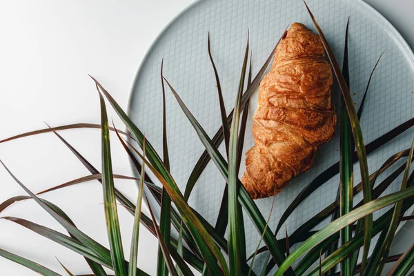 Delicious Fresh Croissant White Light Grey Background Croissant Palm Tree — Fotografia de Stock