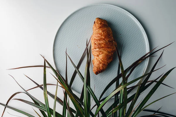 Delicious Fresh Croissant White Light Grey Background Croissant Palm Tree — Fotografia de Stock