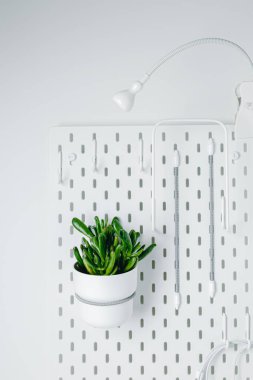 White pegboard texture background. White metal wall board, writing panel. Green crassula in a white pot on white pegboard. Home design. Decoration. Home office. Magnetic board.