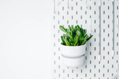 White pegboard texture background. White metal wall board, writing panel. Green crassula in a white pot on white pegboard. Home design. Decoration. Home office. Magnetic board.