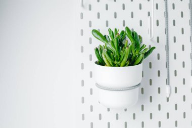 White pegboard texture background. White metal wall board, writing panel. Green crassula in a white pot on white pegboard. Home design. Decoration. Home office. Magnetic board.