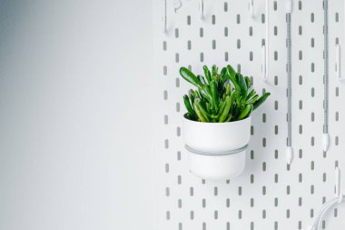 White pegboard texture background. White metal wall board, writing panel. Green crassula in a white pot on white pegboard. Home design. Decoration. Home office. Magnetic board.