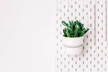 White pegboard texture background. White metal wall board, writing panel. Green crassula in a white pot on white pegboard. Home design. Decoration. Home office. Magnetic board.