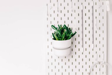 White pegboard texture background. White metal wall board, writing panel. Green crassula in a white pot on white pegboard. Home design. Decoration. Home office. Magnetic board.