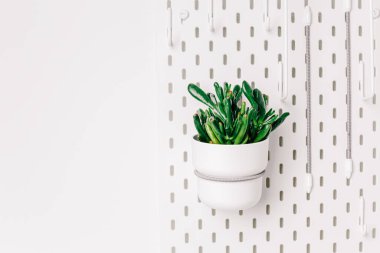 White pegboard texture background. White metal wall board, writing panel. Green crassula in a white pot on white pegboard. Home design. Decoration. Home office. Magnetic board.