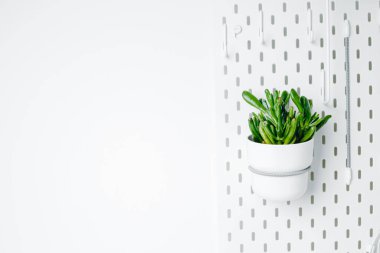 White pegboard texture background. White metal wall board, writing panel. Green crassula in a white pot on white pegboard. Home design. Decoration. Home office. Magnetic board.