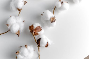 Cotton branch in a glass bowl on white background. Delicate white cotton flowers. Light cotton background, flat lay. cotton flowers on pastel gray background. Top view, copy space.