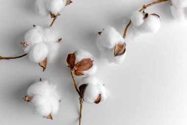 Cotton branch in a glass bowl on white background. Delicate white cotton flowers. Light cotton background, flat lay. cotton flowers on pastel gray background. Top view, copy space.