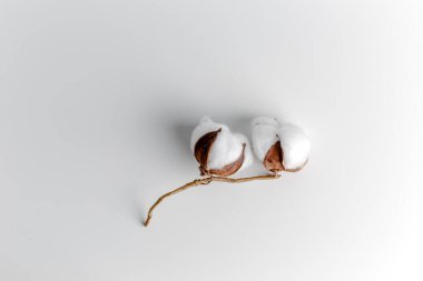 Cotton branch in a glass bowl on white background. Delicate white cotton flowers. Light cotton background, flat lay. cotton flowers on pastel gray background. Top view, copy space.