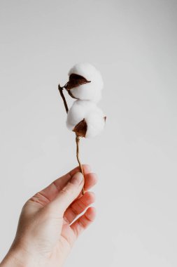 Beyaz arka planda pamuk dalı. Narin beyaz pamuk çiçekleri. Hafif pamuklu arka plan, düz yatış. Pastel gri arka planda pamuk çiçekleri. Üst görünüm, alanı kopyala.
