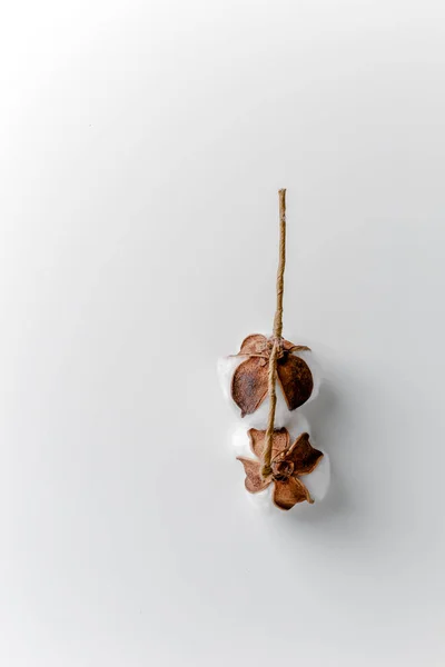 Cotton Branch Glass Bowl White Background Delicate White Cotton Flowers — Fotografia de Stock