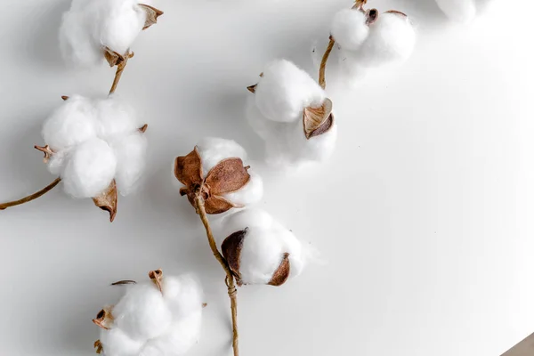 Cotton Branch Glass Bowl White Background Delicate White Cotton Flowers Imagen de stock