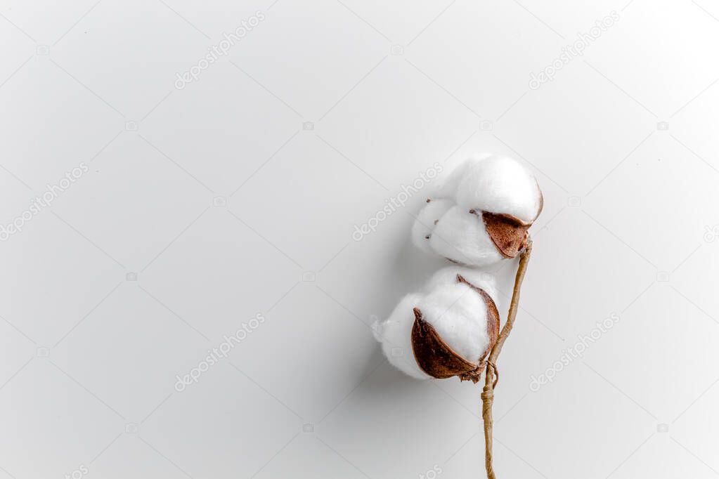 Cotton branch in a glass bowl on white background. Delicate white cotton flowers. Light cotton background, flat lay. cotton flowers on pastel gray background. Top view, copy space.