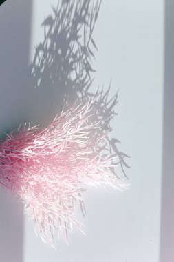 Odaklanamayan merkezi kopyalama alanı olan pampas otunun yüzeysel alan görüntüsü.