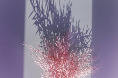 Odaklanamayan merkezi kopyalama alanı olan pampas otunun yüzeysel alan görüntüsü.