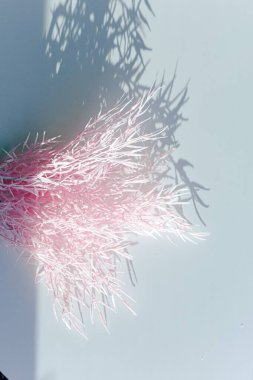 Odaklanamayan merkezi kopyalama alanı olan pampas otunun yüzeysel alan görüntüsü.