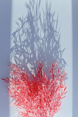 Odaklanamayan merkezi kopyalama alanı olan pampas otunun yüzeysel alan görüntüsü.