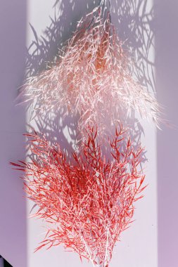 Odaklanamayan merkezi kopyalama alanı olan pampas otunun yüzeysel alan görüntüsü.