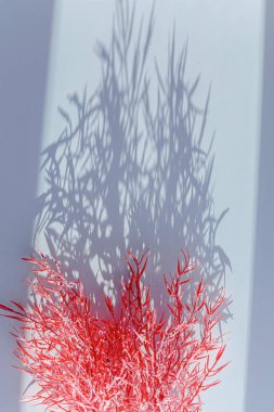 Odaklanamayan merkezi kopyalama alanı olan pampas otunun yüzeysel alan görüntüsü.