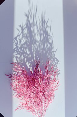 Odaklanamayan merkezi kopyalama alanı olan pampas otunun yüzeysel alan görüntüsü.