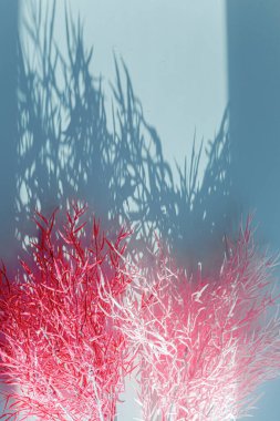 Odaklanamayan merkezi kopyalama alanı olan pampas otunun yüzeysel alan görüntüsü.