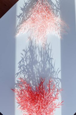 Odaklanamayan merkezi kopyalama alanı olan pampas otunun yüzeysel alan görüntüsü.