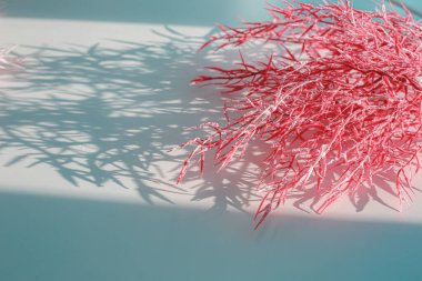 Odaklanamayan merkezi kopyalama alanı olan pampas otunun yüzeysel alan görüntüsü.