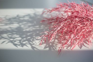 Odaklanamayan merkezi kopyalama alanı olan pampas otunun yüzeysel alan görüntüsü.