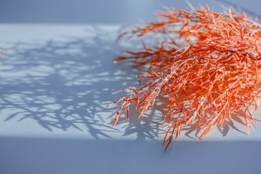 Odaklanamayan merkezi kopyalama alanı olan pampas otunun yüzeysel alan görüntüsü.