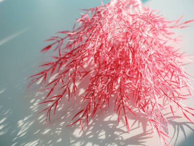 Odaklanamayan merkezi kopyalama alanı olan pampas otunun yüzeysel alan görüntüsü.