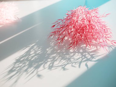 Odaklanamayan merkezi kopyalama alanı olan pampas otunun yüzeysel alan görüntüsü.