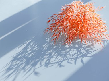 Odaklanamayan merkezi kopyalama alanı olan pampas otunun yüzeysel alan görüntüsü.