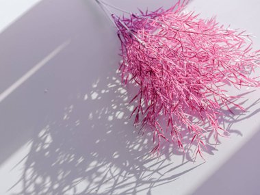 Odaklanamayan merkezi kopyalama alanı olan pampas otunun yüzeysel alan görüntüsü.