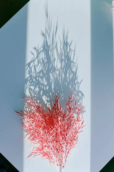 Odaklanamayan merkezi kopyalama alanı olan pampas otunun yüzeysel alan görüntüsü.