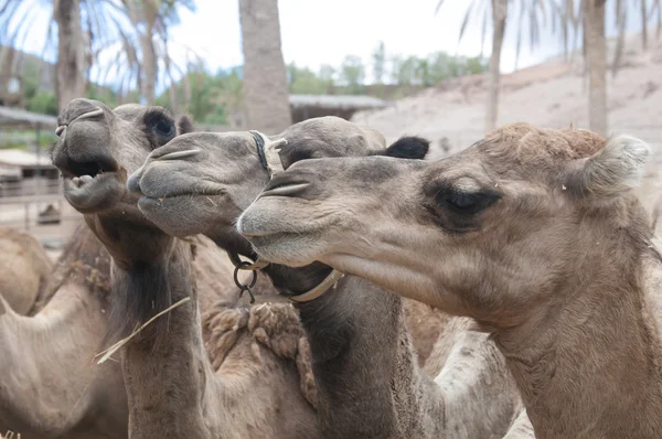 Group of african camel — Stock Photo, Image