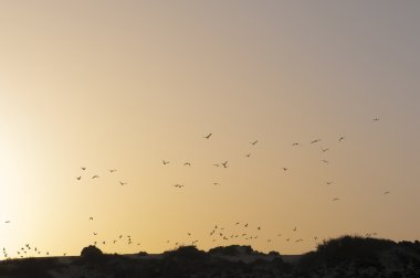 kuşlar ile sarı günbatımı