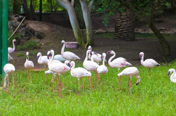Pássaro flamingo — Fotografia de Stock