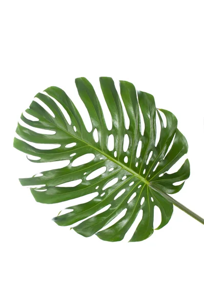 Blad van een grote monstera op witte achtergrond — Stockfoto