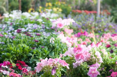 Güzel bahar çiçekleri