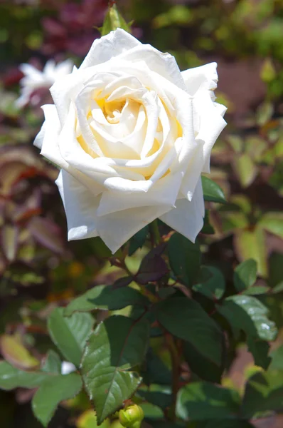 Hvid rose i en park - Stock-foto