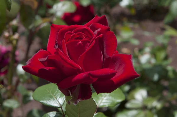 Rød rose i en park - Stock-foto