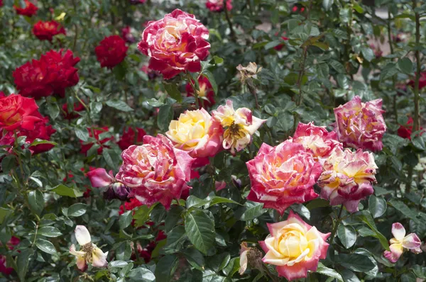 Red roses in a park — Stock Photo, Image