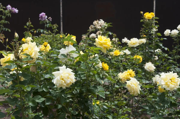 Gele roos in een park — Stockfoto