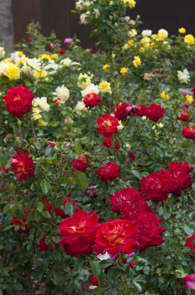 Red roses in a park — Stock Photo, Image