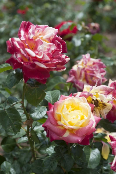 Red roses in a park — Stock Photo, Image