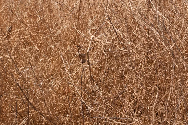 Textura o fondo de hierba seca — Foto de Stock