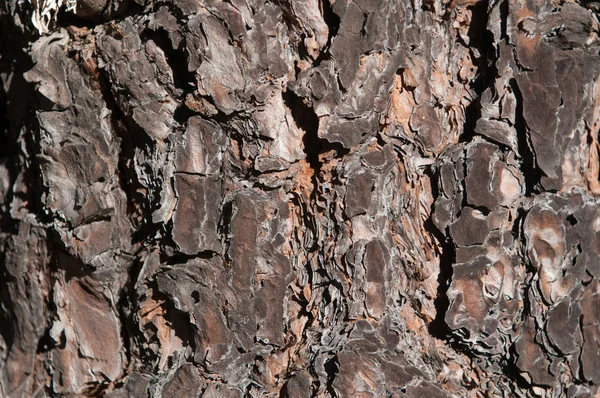 Bark texture — Stock Photo, Image